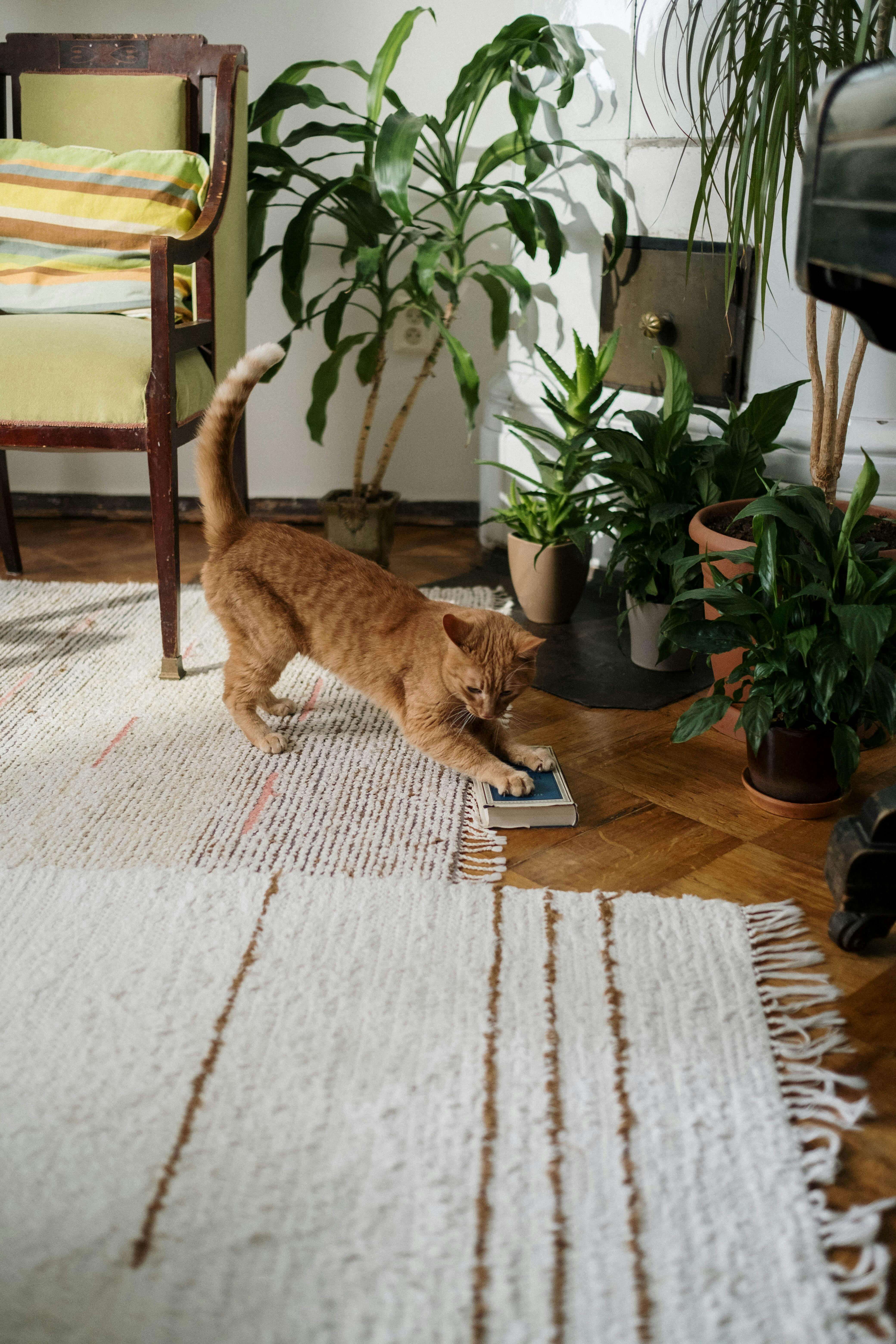 Moroccan rug for living room, pet-friendly rug