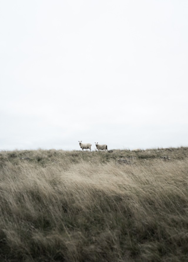 Wool Rugs 101: How to Pick, Clean, and Enjoy a Wool Rug